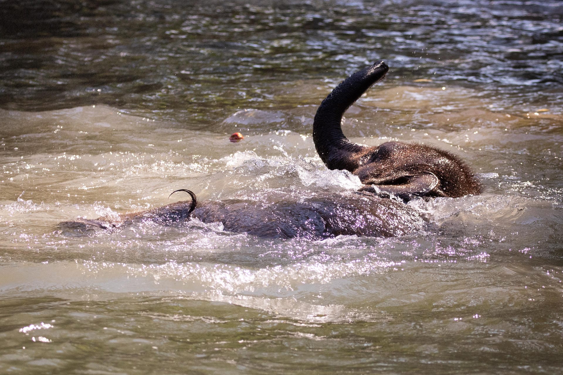 Ein kleiner Elefant schwimmt im Wasser: Der kleine Santosh scheint sein Bad im Teich des Elefantengeheges im Tierpark Hagenbeck zu genießen.