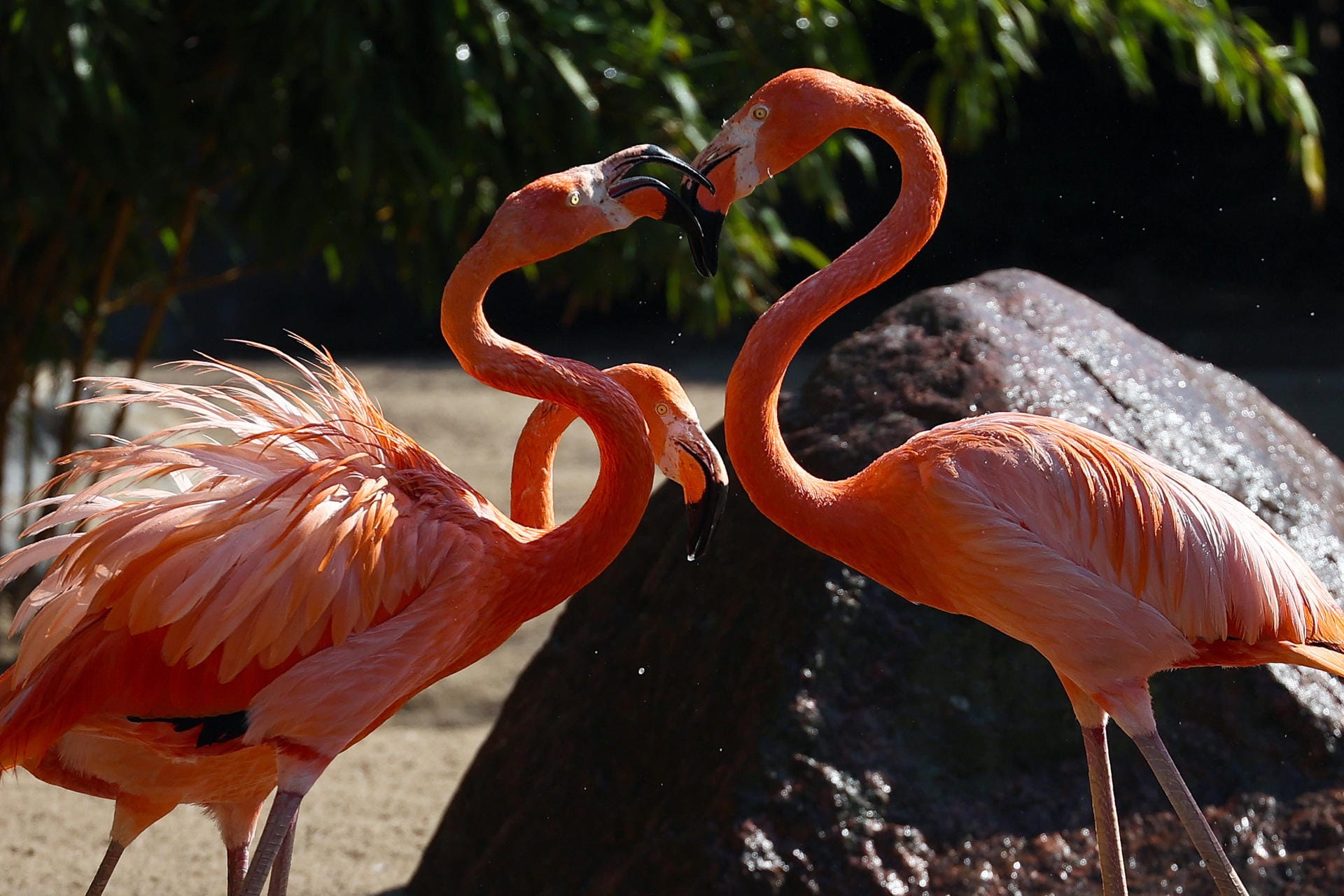 Zwei Flamingos berühren einander: Die Wassertropfen eines Rasensprengers sorgten für eine kleine Erfrischung im Gehege.