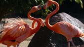 Zwei Flamingos berühren einander: Die Wassertropfen eines Rasensprengers sorgten für eine kleine Erfrischung im Gehege.