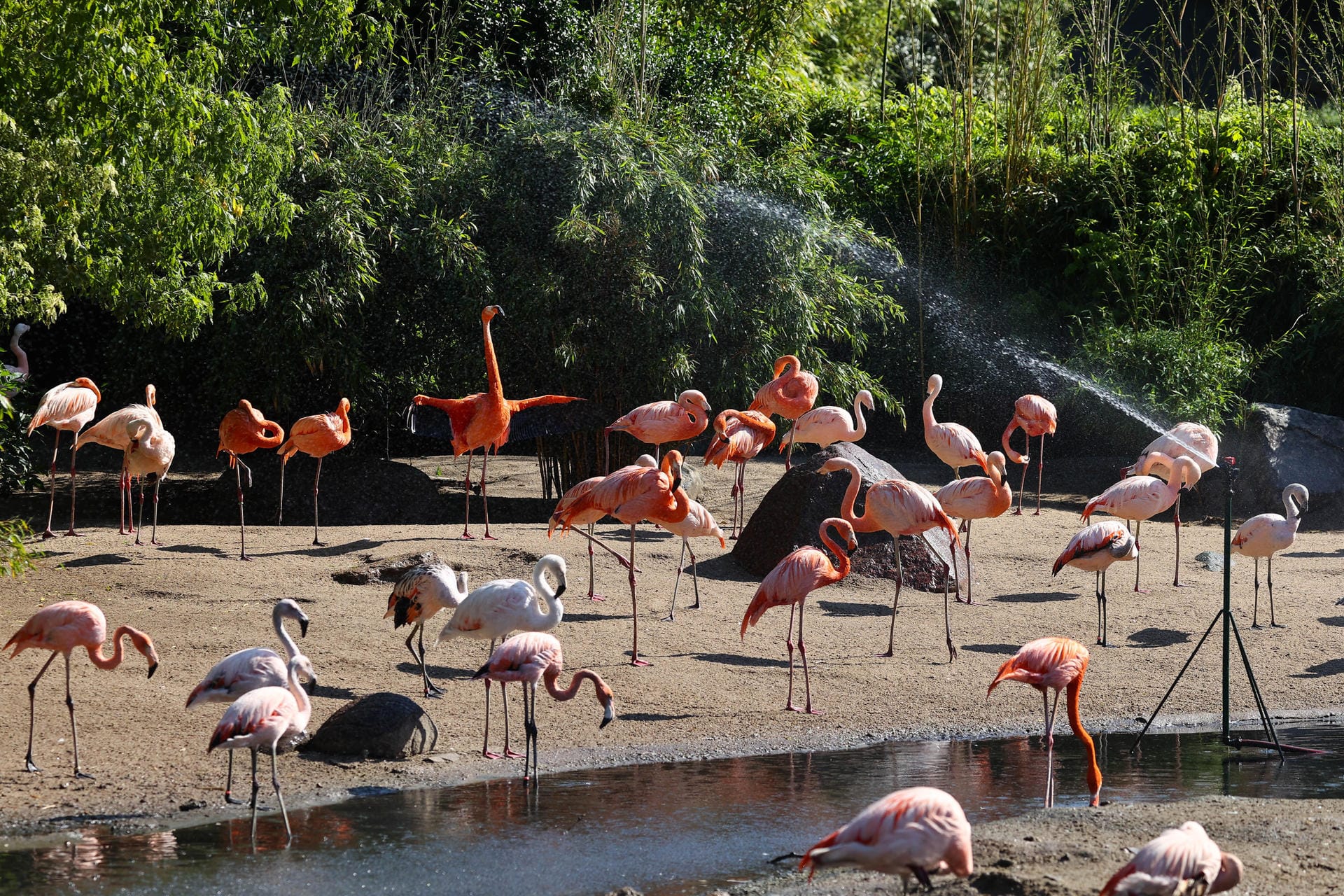 Blick auf die Flamingos im Gehege: Sie nahmen die Abkühlung durch einen Rasensprenger gelassen entgegen.