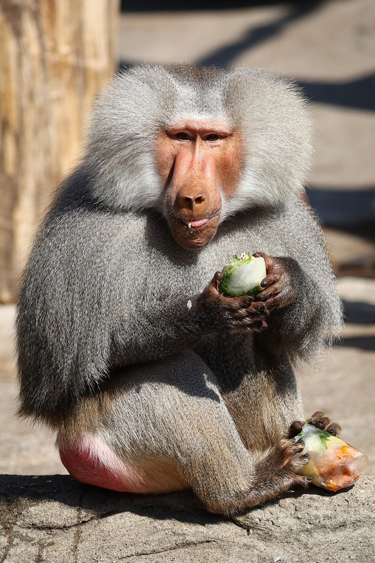 Ein Pavian frisst ein Eis mit Früchten und Nüssen: Die Eisbomben zaubert der Tierpark auch für seine Bären oder die Orang-Utans.