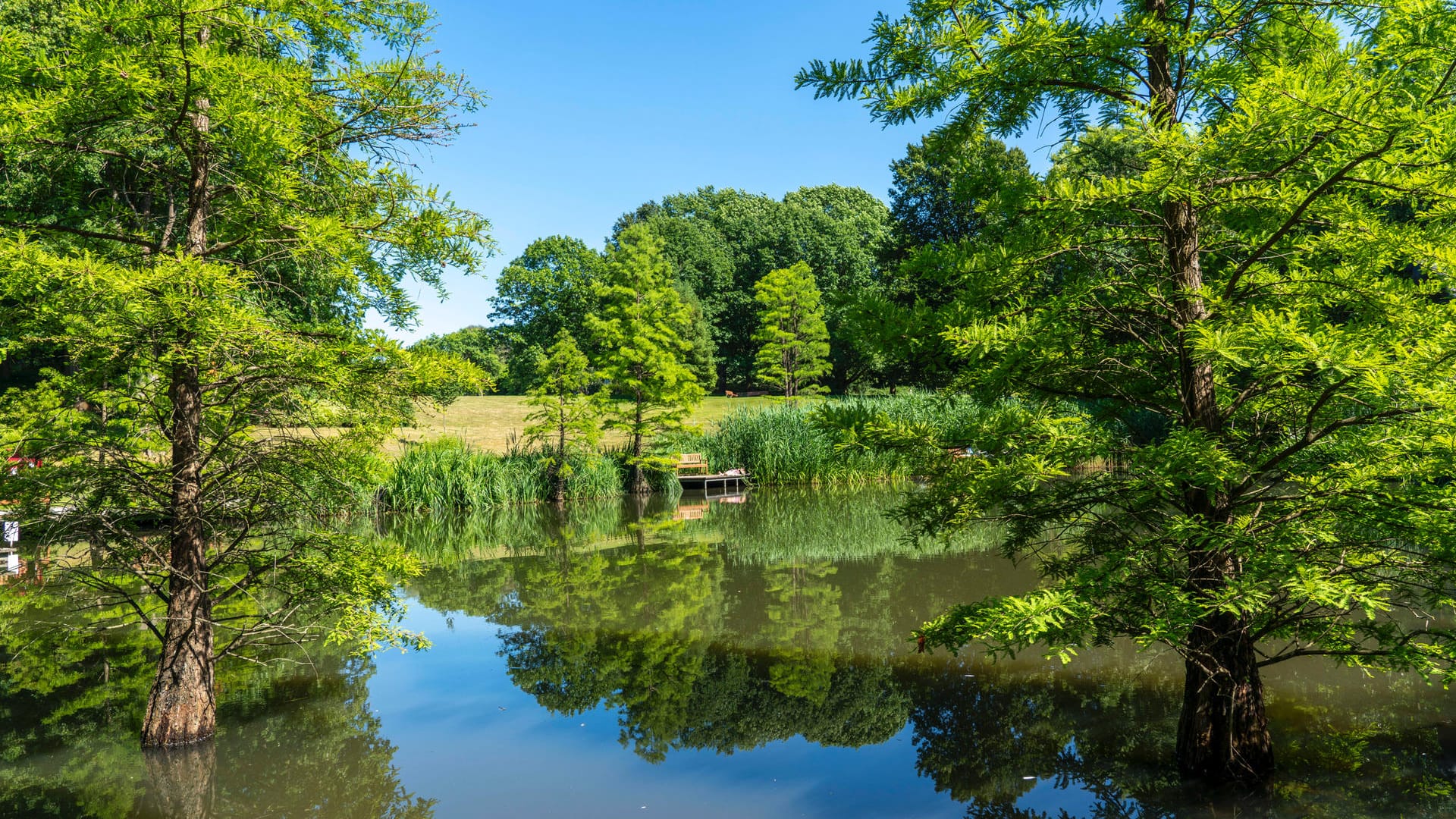 Blick in den Grugapark: In der etwa 70 Hektar großen Parkanlage gibt es viele alte Bäume, riesige Rasenflächen, einen botanischen Garten und Themengärten.