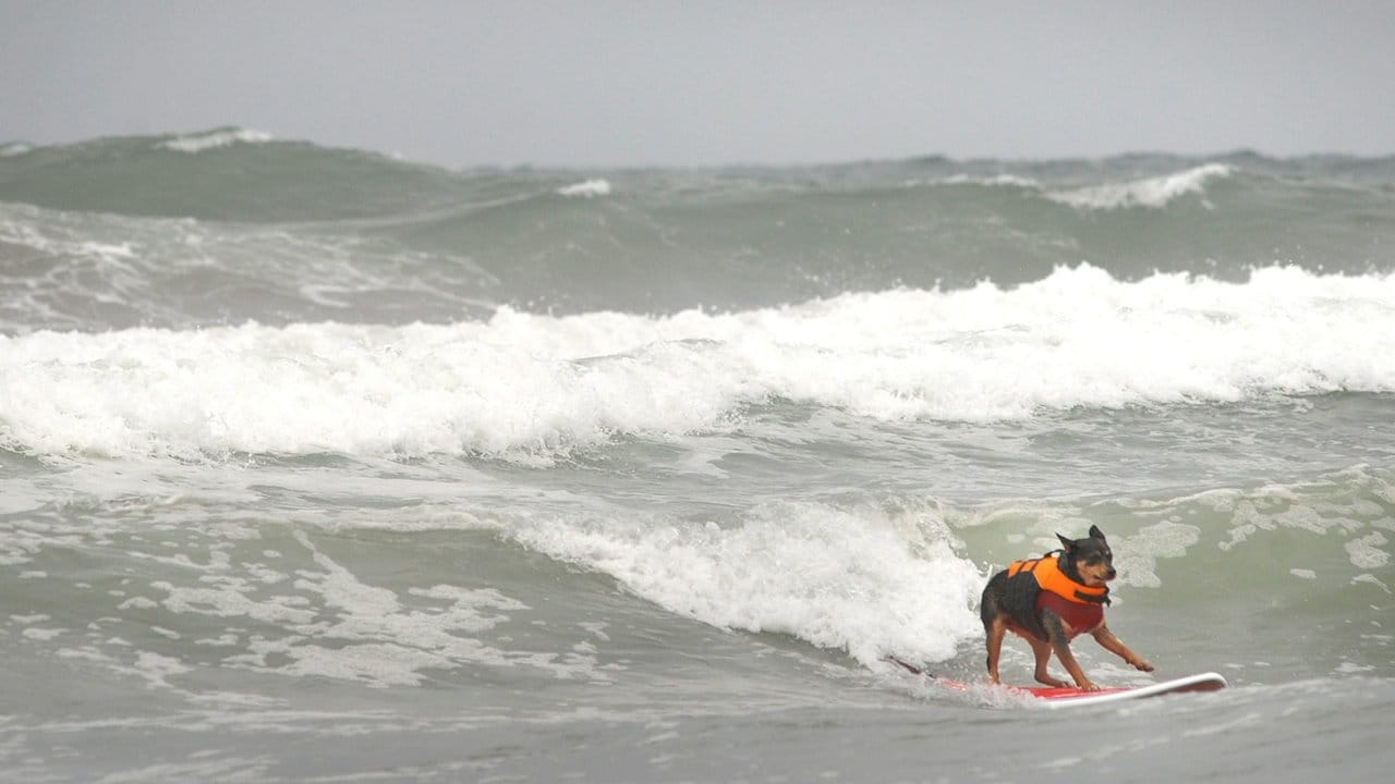 Hund Abbie Girl nahm am Loews-Hunde-Surfwettbewerb am Imperial Beach in Kalifornien teil.