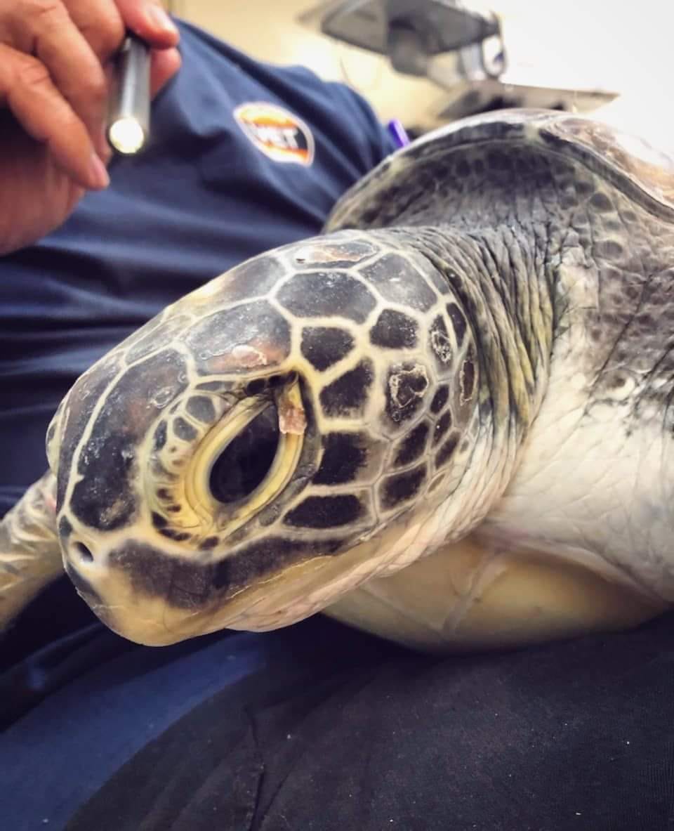 Wilde Patienten: Auch grüne Meeresschildkröten müssen immer wieder behandelt werden. Die Art ist vom Aussterben bedroht.