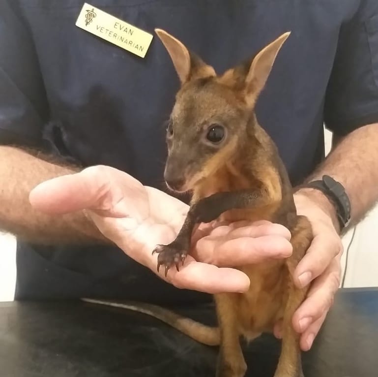 Wilde Patienten: Als Wallabys werden mehrere kleine Arten aus der Familie der Kängurus bezeichnet. Hier ein Baby im Behandlungssaal, in Australien als "Joeys" bezeichnet.