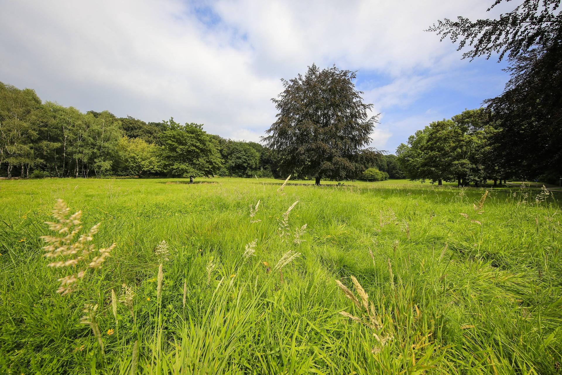 Eine Wiese im Hallopark: Die 70 Hektar große Grünanlage ist mit seinen großen Rasenflächen, den Spielbereichen, alten Bäumen und einem kleinen Teich ein beliebtes Ausflugsziel.
