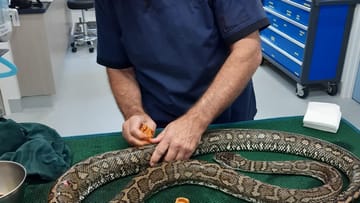 Wilde Patienten: Auch Reptilien brauchen oft medizinische Fürsorge.