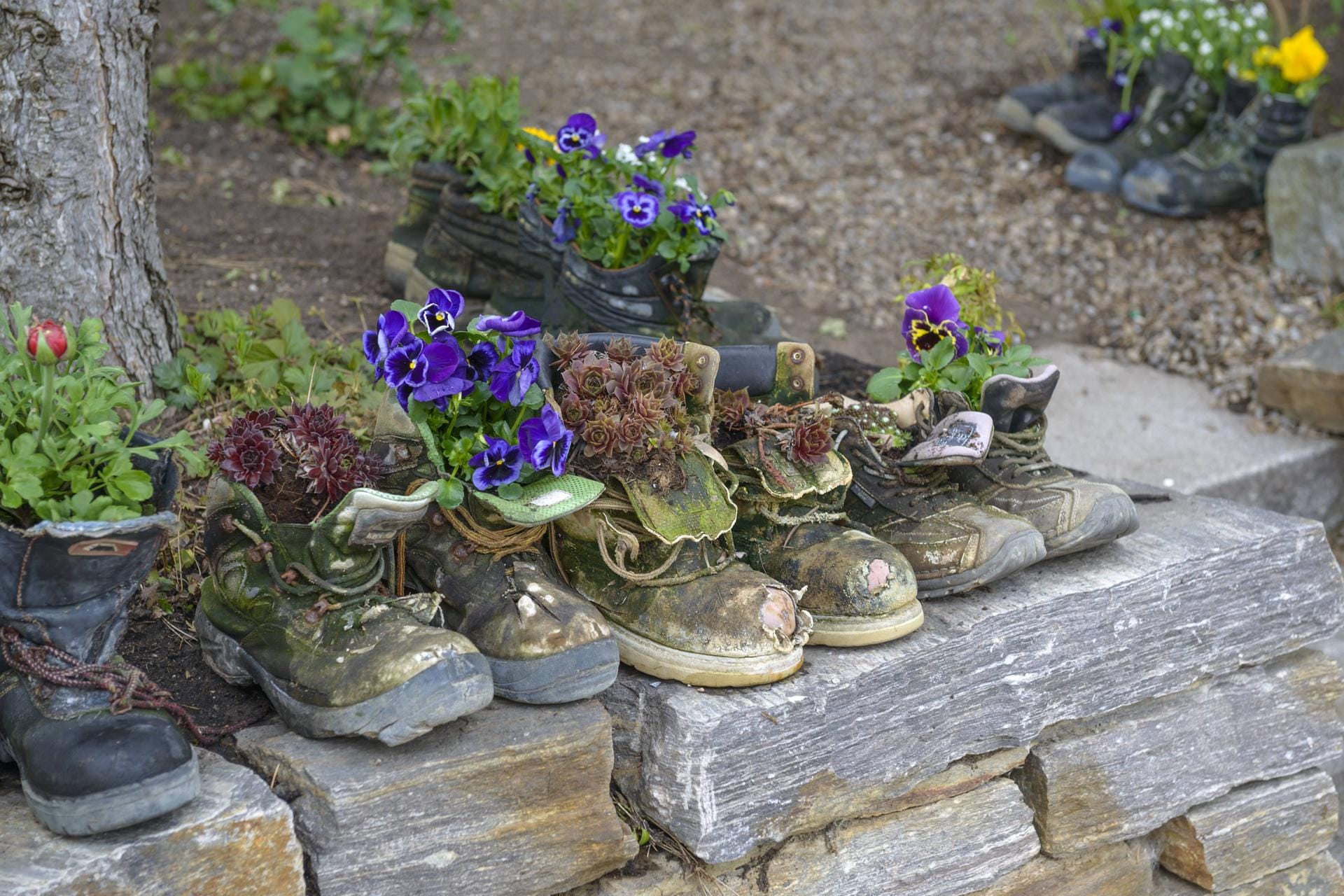 Bepflanzte Schuhe: Befüllen Sie ein paar Schuhe, die nicht mehr getragen werden, mit Erde und setzen Sie Hauswurz hinein.