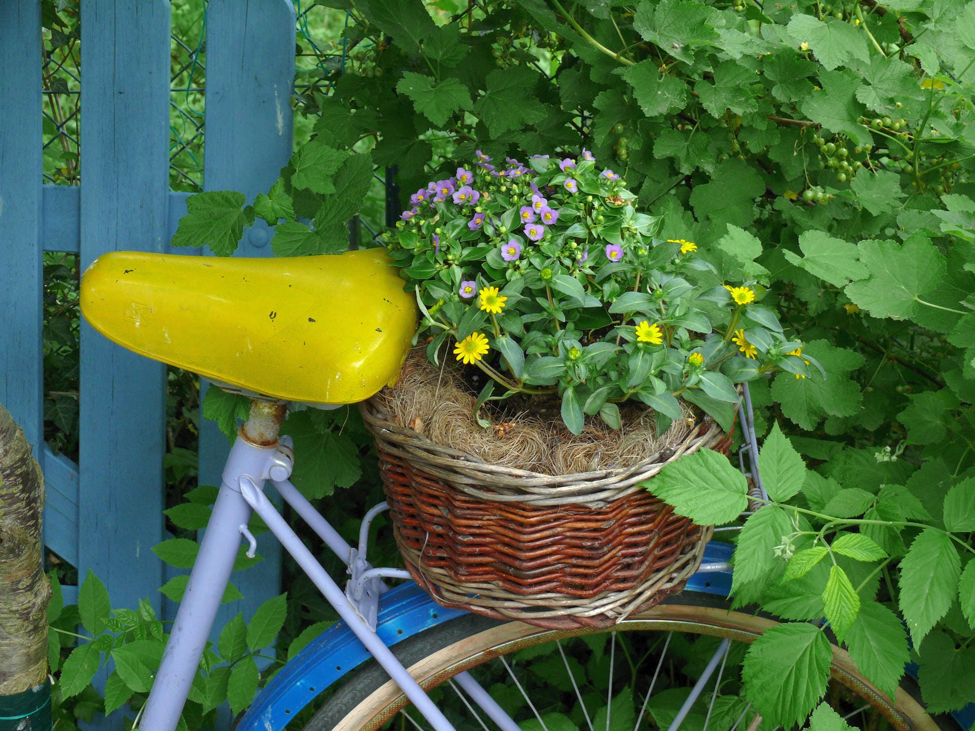 Blumenfahrrad: Dekorieren Sie einen ausgedienten Drahtesel mit einem bepflanzten Weidenkorb auf dem Gepäckträger. Tipp: Wenn Sie möchten, können Sie das Fahrrad vorher noch bunt bemalen – und die Farben der Pflanzen darauf abstimmen.