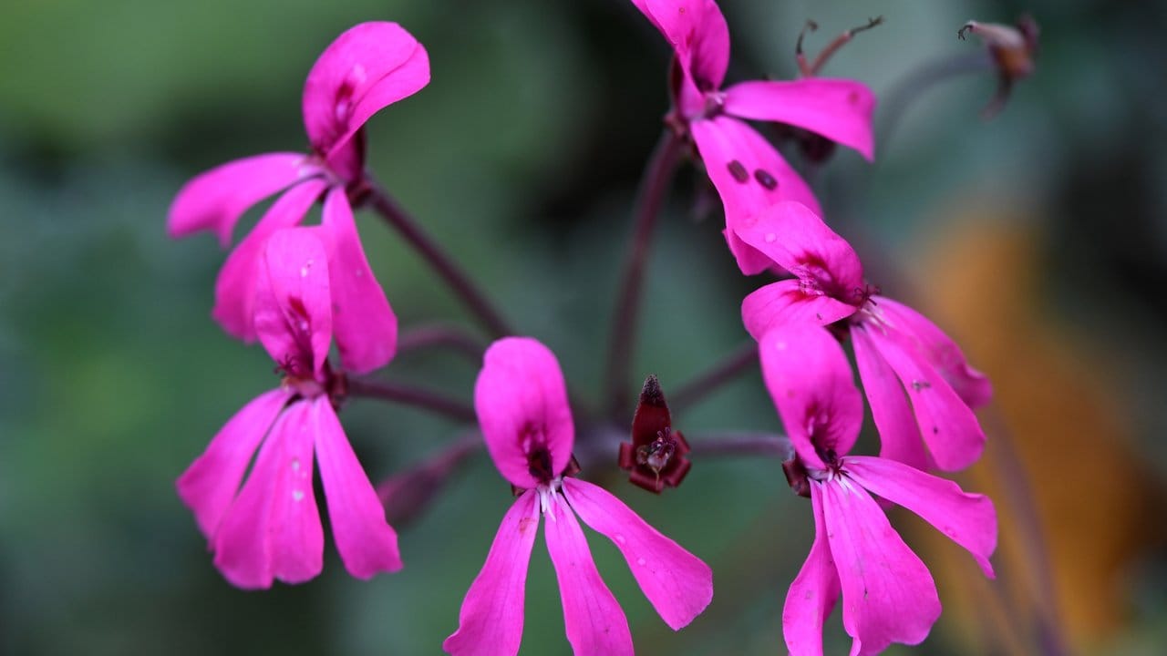 Aus den Wurzeln dieser südafrikanischen Pelargonie (Pelargonium sidoides) wird eine Arznei gegen Erkältungsbeschwerden hergestellt - auch bekannt als Umckaloabo. Aus den Wurzeln dieser südafrikanischen Pelargonie (Pelargonium sidoides) wird eine Arznei gegen Erkältungsbeschwerden hergestellt - auch bekannt als Umckaloabo.
