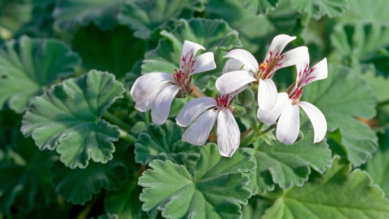 Die Sorte "Pelargonium odoratissimum" riecht und schmeckt nach Äpfeln. Die Sorte "Pelargonium odoratissimum" riecht und schmeckt nach Äpfeln.