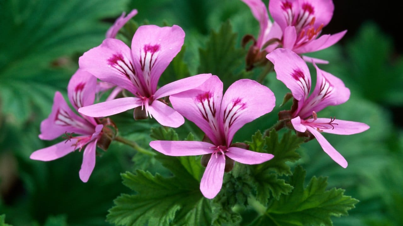 Der Name ist Programm: Die Duftpelargonie der Sorte 'Citronella' hat einen kräftigen Zitronenduft. Der Name ist Programm: Die Duftpelargonie der Sorte 'Citronella' hat einen kräftigen Zitronenduft.