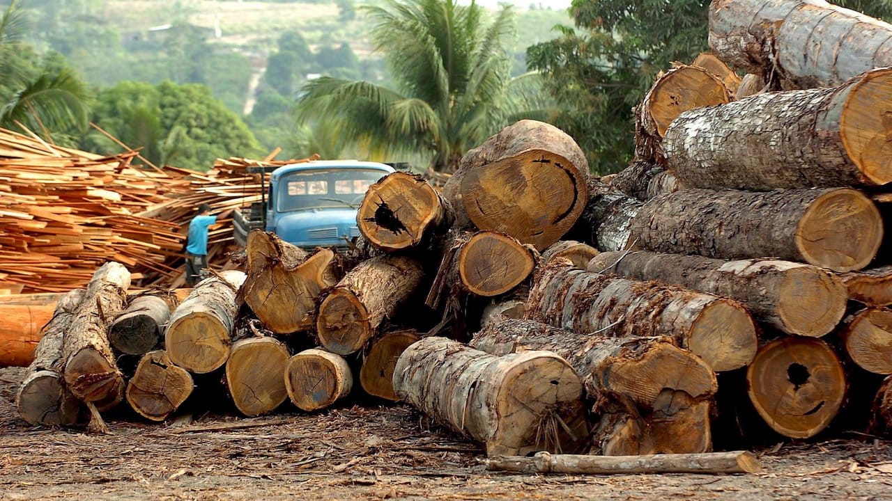 Eine Holzfabrik in Brasilien.