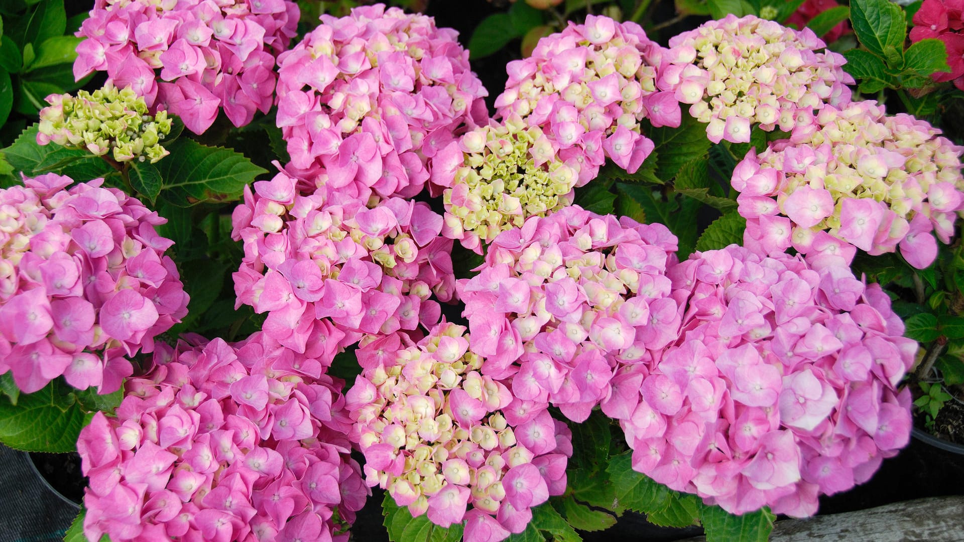 Gartenhortensie (Hydrangea macrophylla)