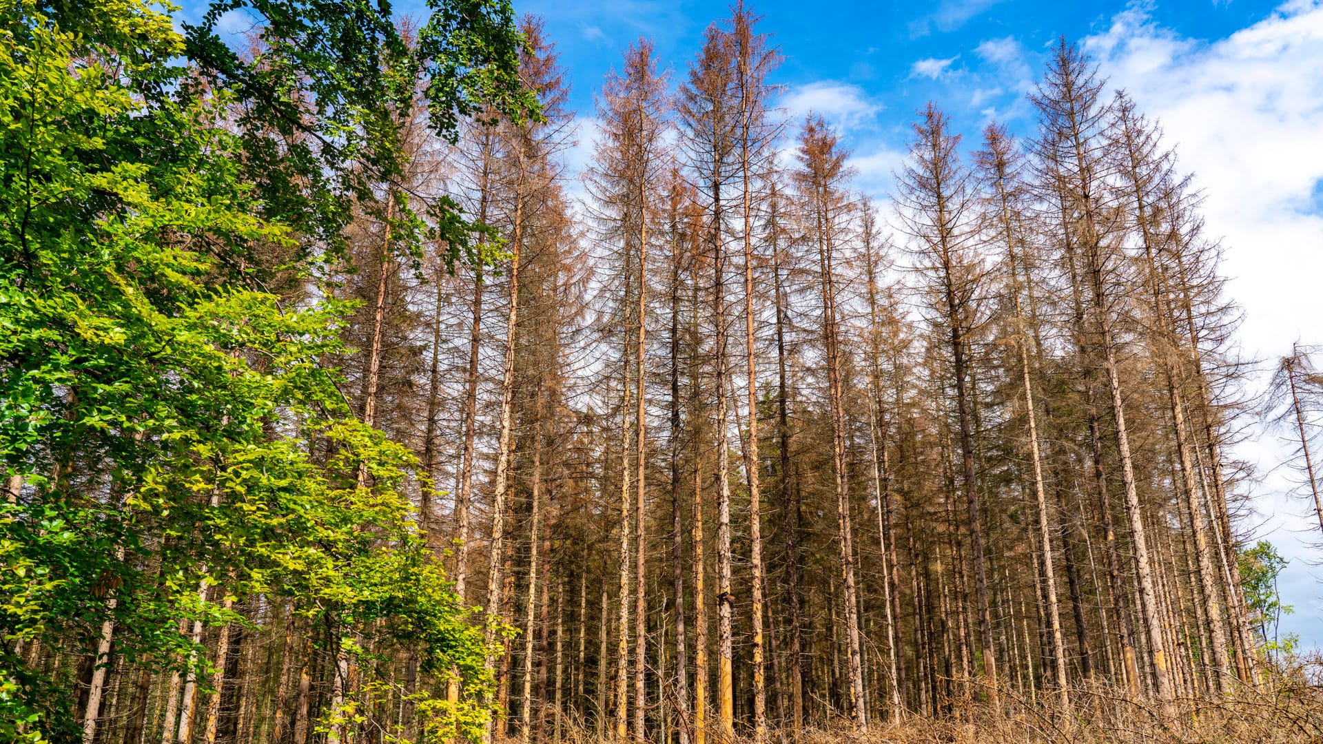 Nationalpark Eifel