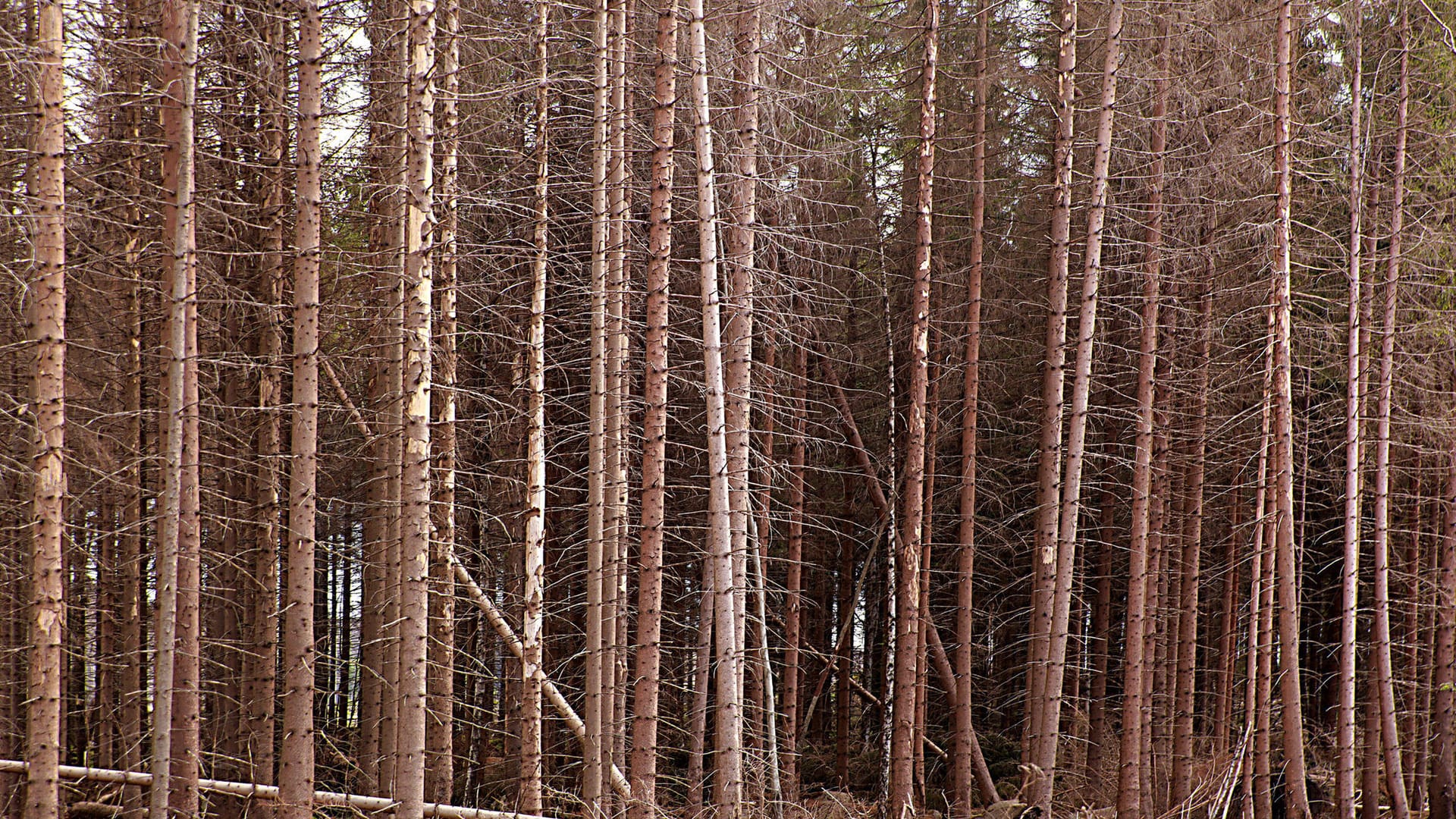 Nationalpark Harz bei Schierke