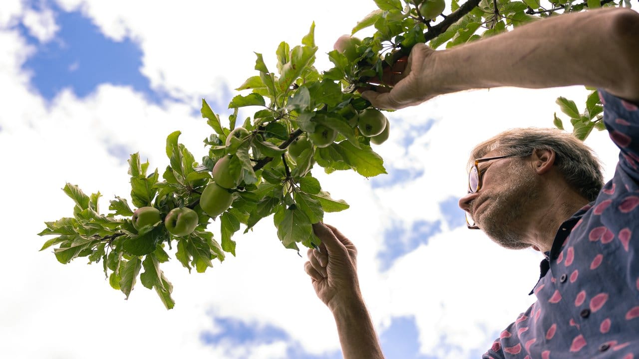 Diplom-Biologe Michael Ruhnau steht an einem Apfelbaum in seinem Garten und schaut sich den Zustand der Äpfel an.