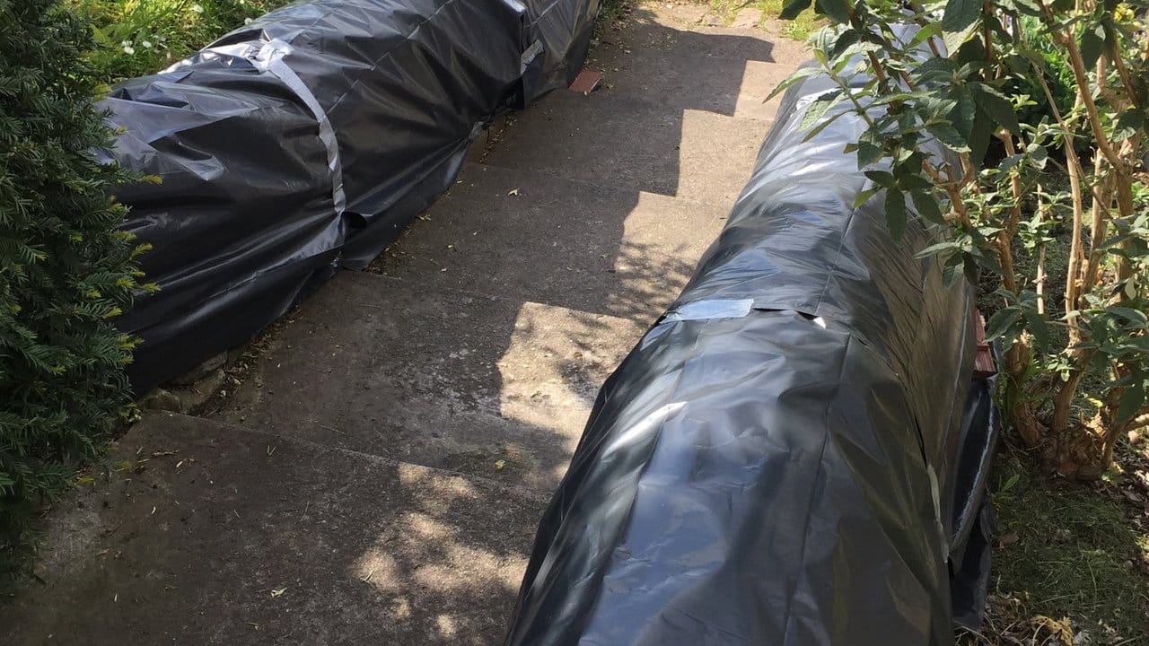Schwarze Müllsäcke decken in einem Garten eine Buchsbaumhecke ab, um den Befall durch Buchsbaumzünsler zu bekämpfen.