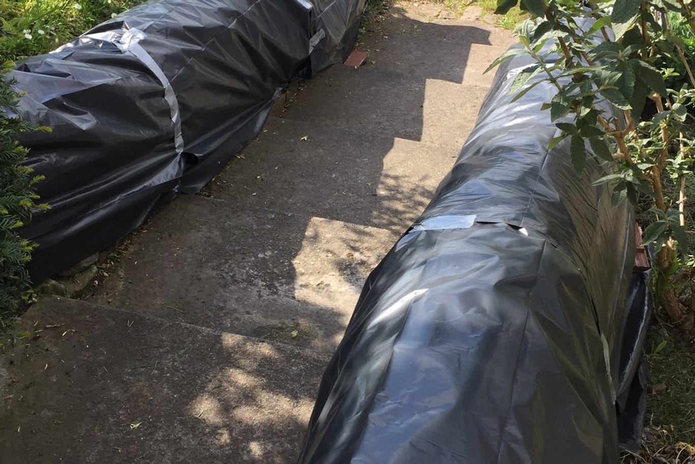 Schwarze Müllsäcke decken in einem Garten eine Buchsbaumhecke ab, um den Befall durch Buchsbaumzünsler zu bekämpfen.