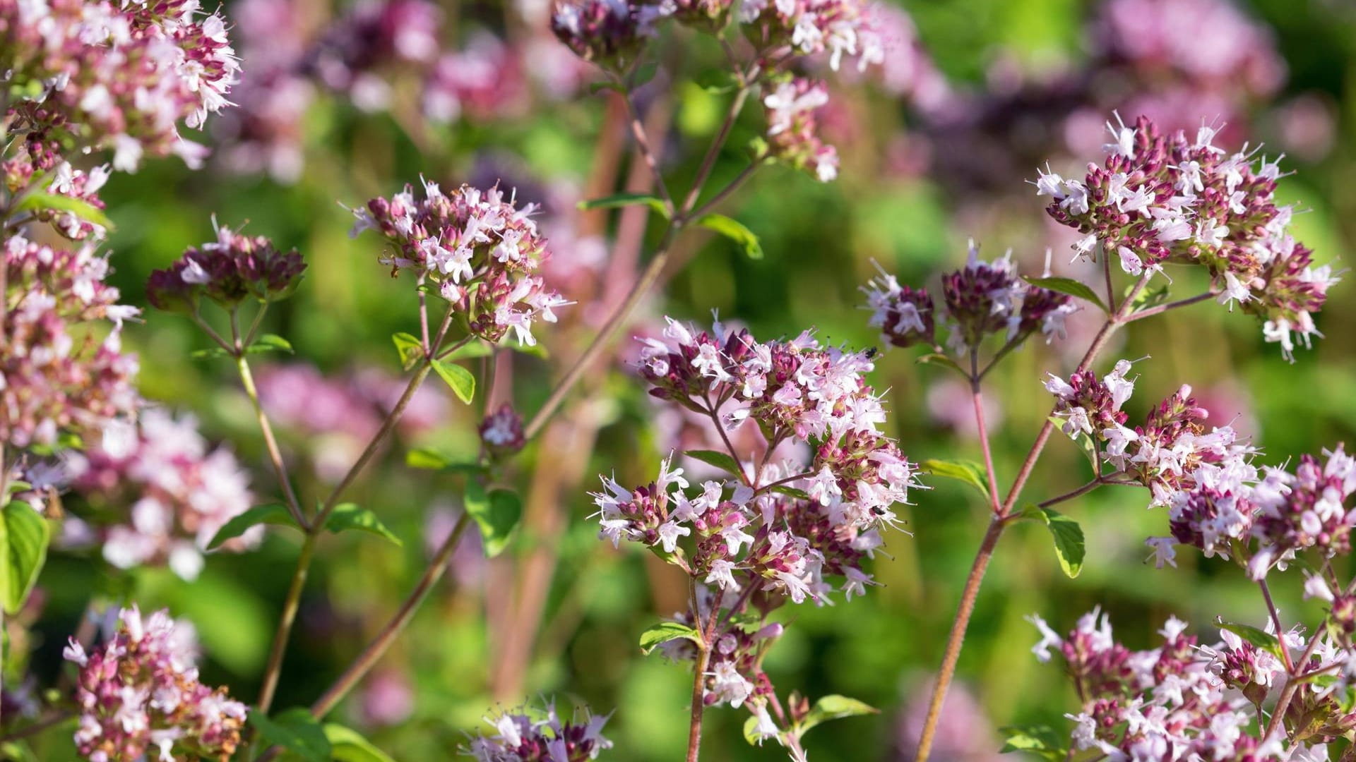 Wilder Majoran: Oregano blüht meist zwischen Juni und August.