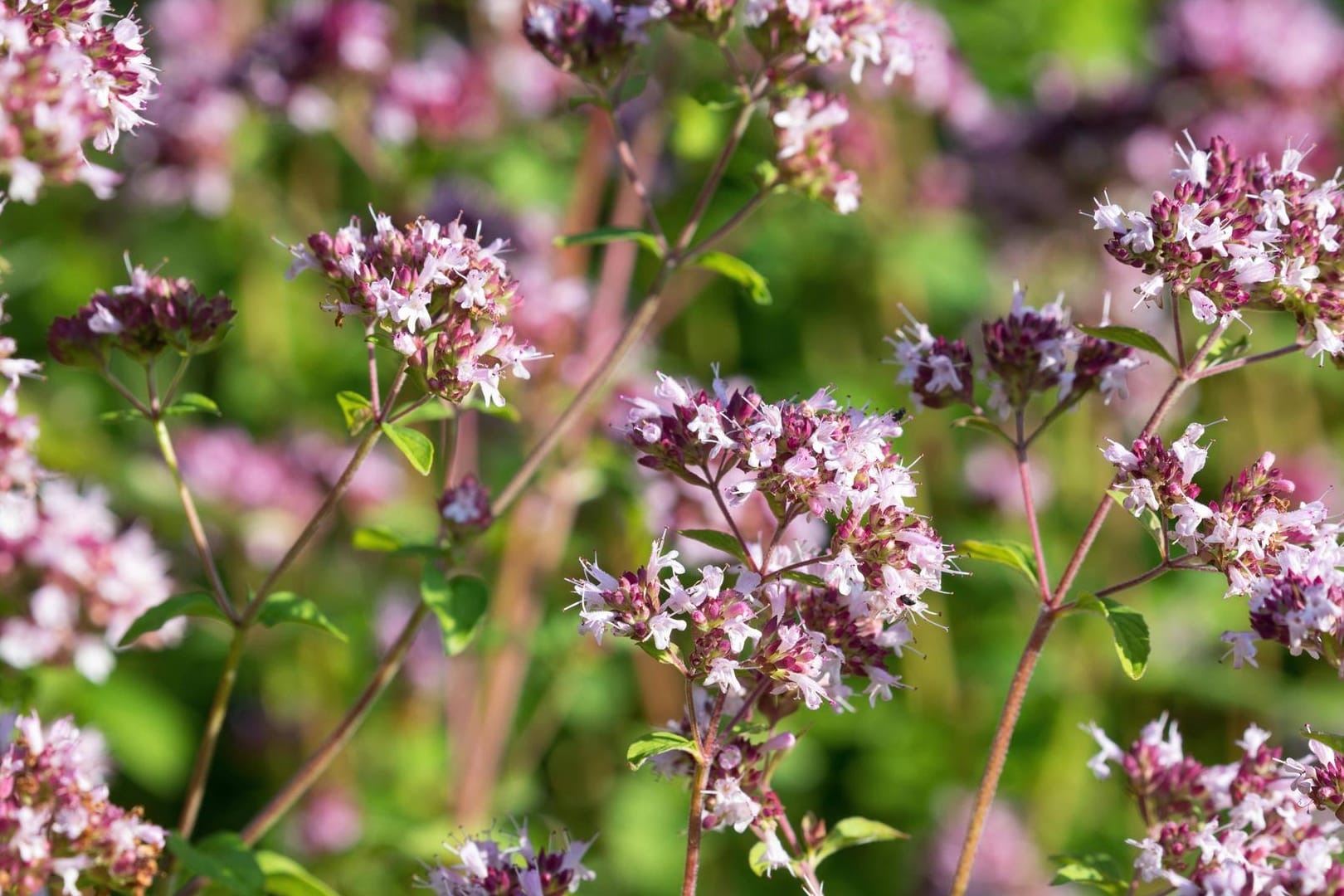 Wilder Majoran: Oregano blüht meist zwischen Juni und August.