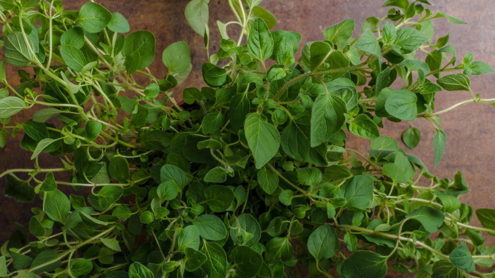 Oregano: Die Gewürzpflanze sollten Sie behutsam ernten, damit das Aroma nicht verloren geht.