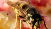 Von süßem Kuchen werden Wespen im Sommer besonders angelockt.