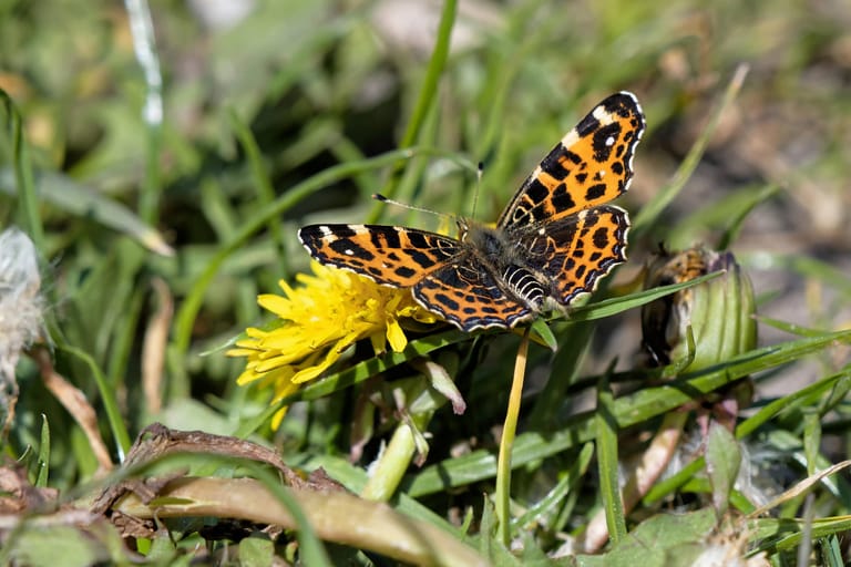 Das Landkärtchen: Der Schmetterling kann von April bis Juni beobachtet werden.