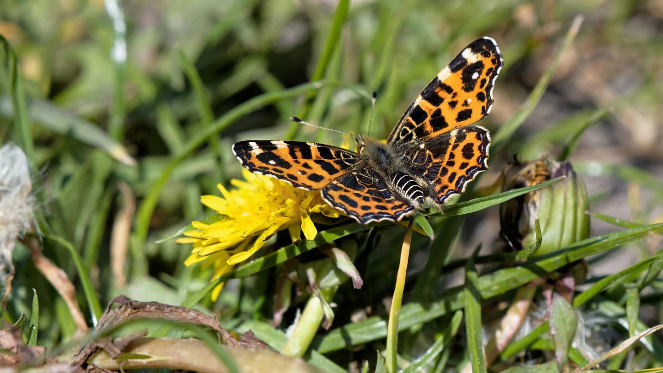 Das Landkärtchen: Der Schmetterling kann von April bis Juni beobachtet werden.