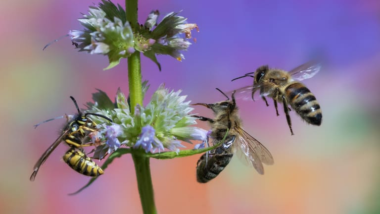 Wespe und Biene: Im direkten Vergleich sind die Unterschiede zwischen Biene (zwei Bienen rechts) und Wespe (links) deutlich zu erkennen.