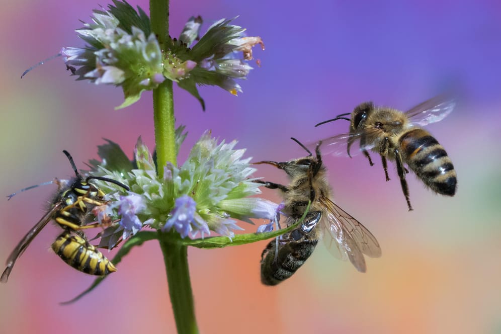 Wespe und Biene: Im direkten Vergleich sind die Unterschiede zwischen Biene (zwei Bienen rechts) und Wespe (links) deutlich zu erkennen.