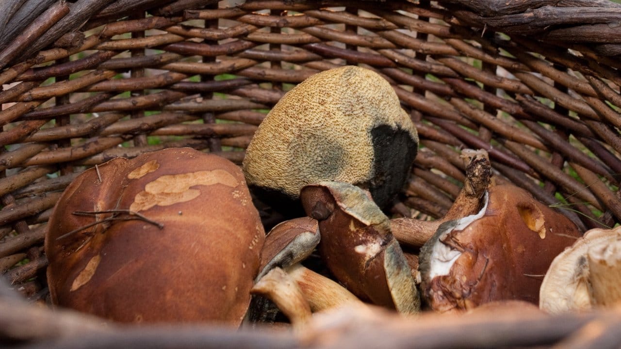 Braunkappen gehören bei deutschen Pilzsammlern zu den beliebtesten Pilzarten.