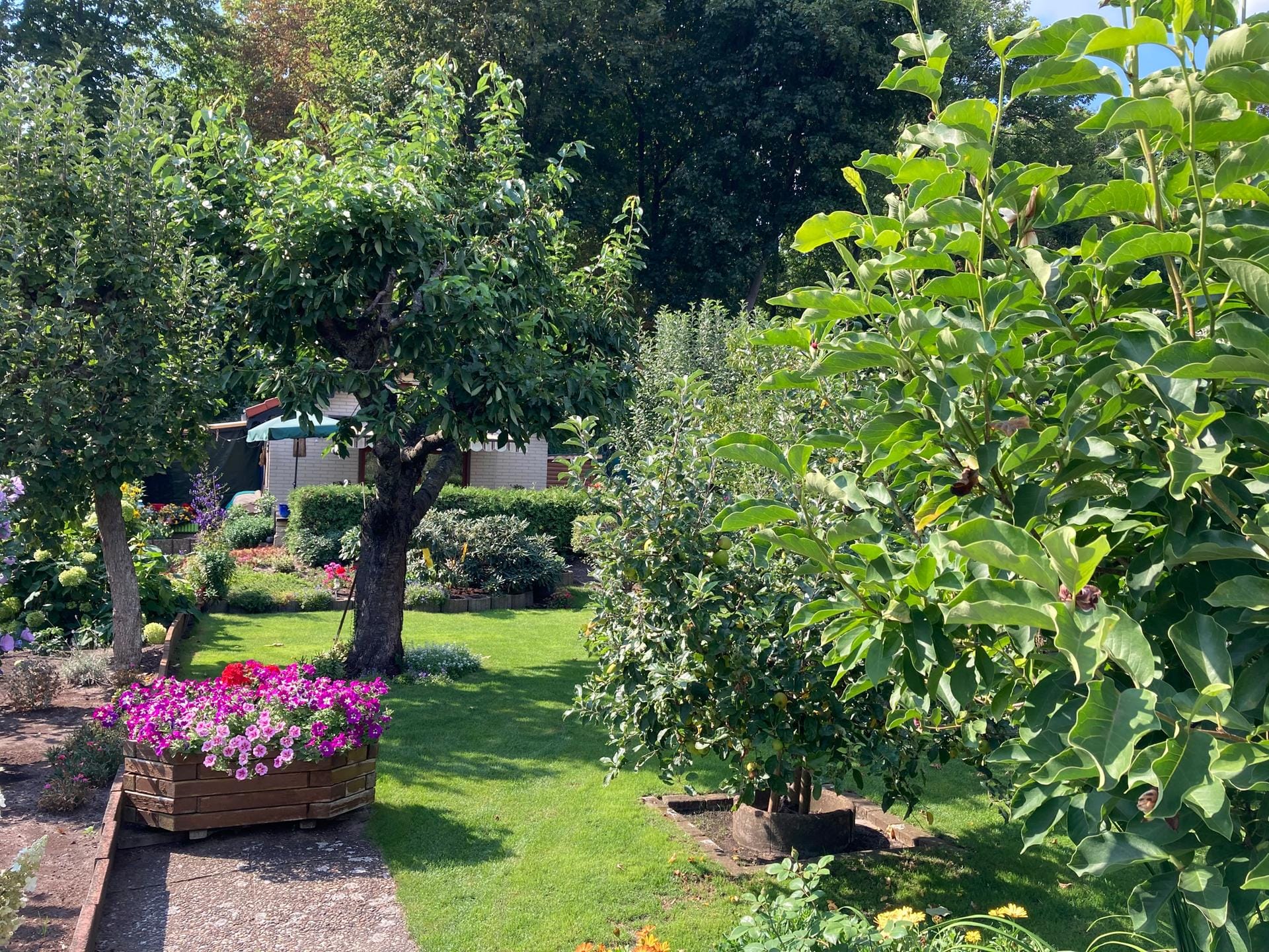 Gartengestaltung: Ein Baum bietet auch anderen Pflanzen Schatten und schützt sie vor einer zu hohen Sonneneinstrahlung.