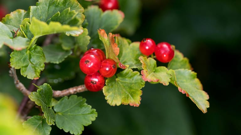 Alpen-Johannisbeere (Ribes alpinum): Ab August trägt der anspruchslose Strauch rote Beeren, die zwar essbar, aber geschmackslos sind. Eher etwas für die Vögel.