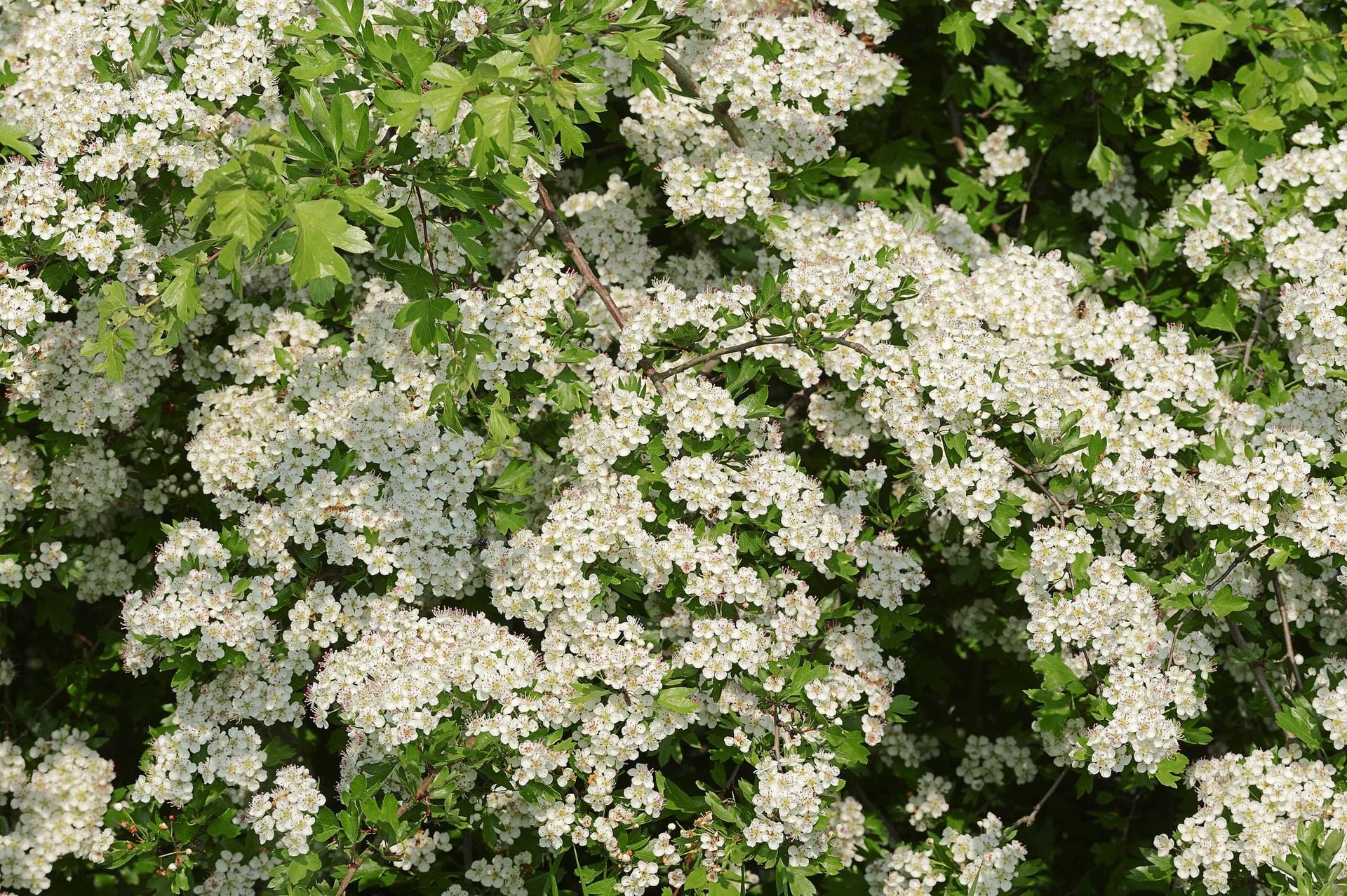 Eingriffeliger Weißdorn (Crataegus monogyna): Das heimische Gehölz trägt im Frühling einen weißen Blütenteppich und im Spätsommer rote essbare Beeren.