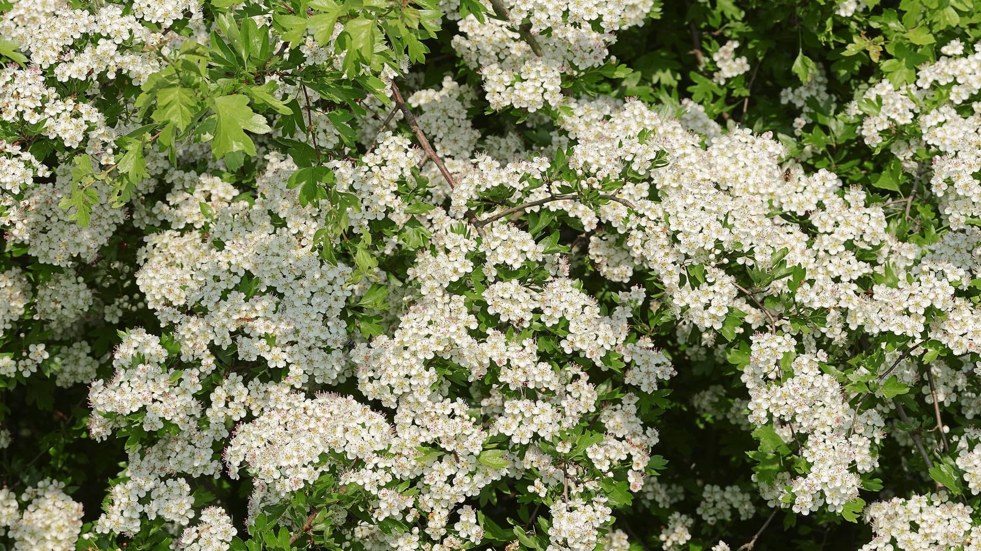 Eingriffeliger Weißdorn (Crataegus monogyna): Das heimische Gehölz trägt im Frühling einen weißen Blütenteppich und im Spätsommer rote essbare Beeren.