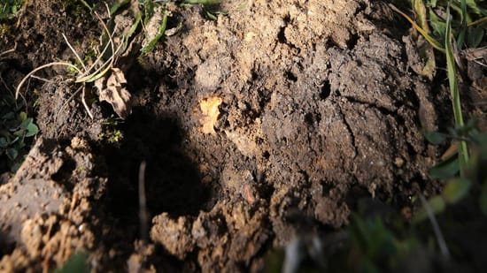 Wühlmäuse im Garten Diese Methoden können die Nager vertreiben