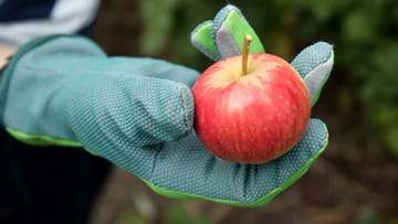 Forscher haben beobachtet: Apfelbäume reagieren auf den Klimawandel mit einer verfrühten Blüte.