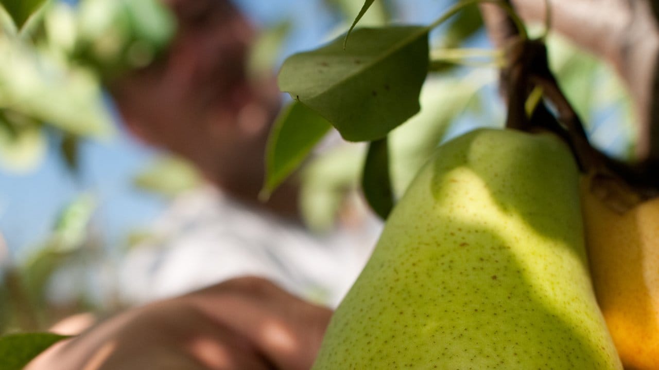 In Gärten werden noch viele verschiedene Früchte und Sorten angebaut.