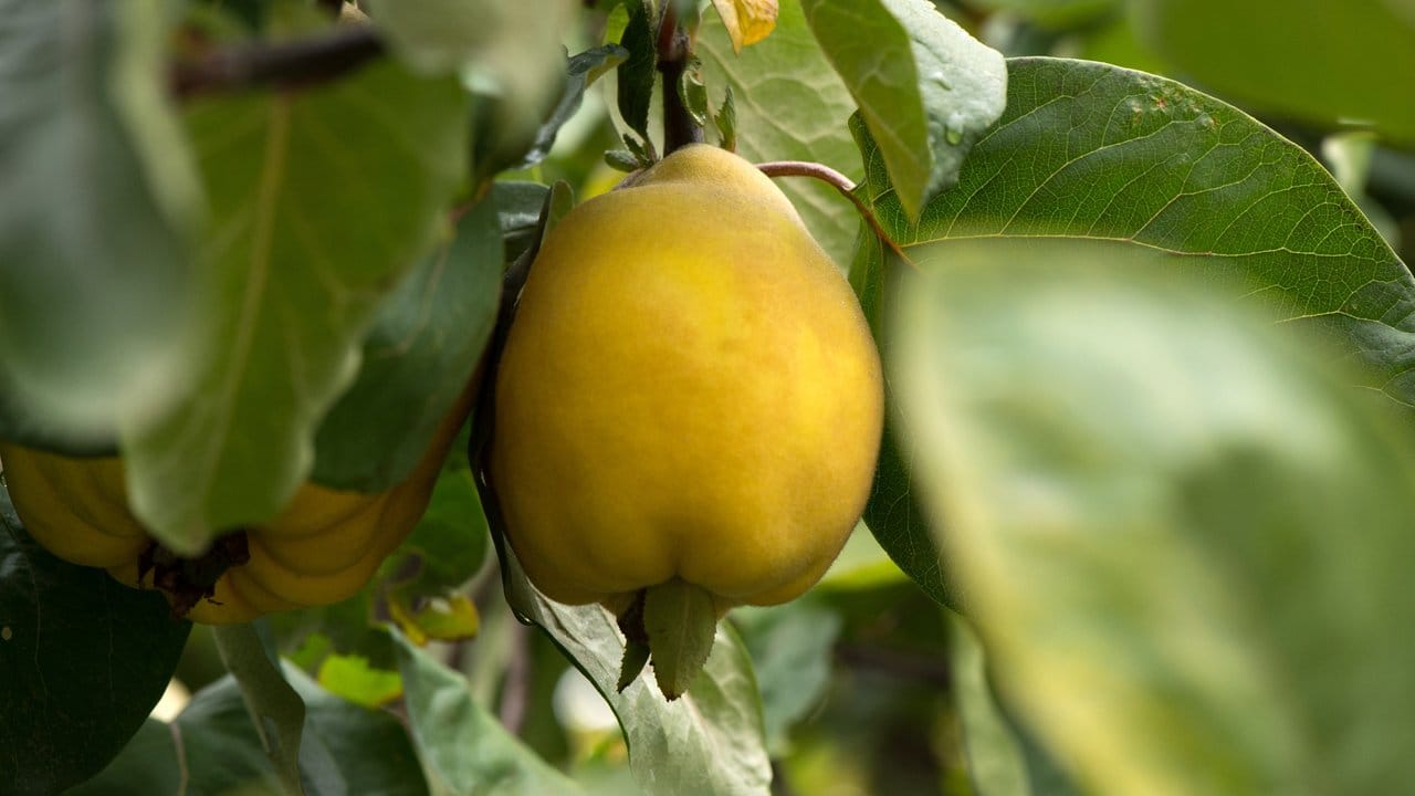 Quitten gehören nach Äpfeln zu den häufig angebauten Kernobstbäumen in deutschen Gärten.