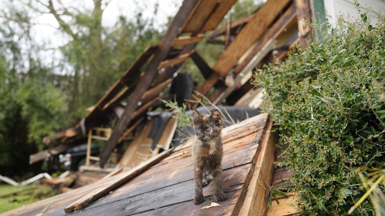 Ein Kätzchen steht auf Trümmern eines von Hurrikan "Laura" zerstörten Hauses in Lake Arthur.
