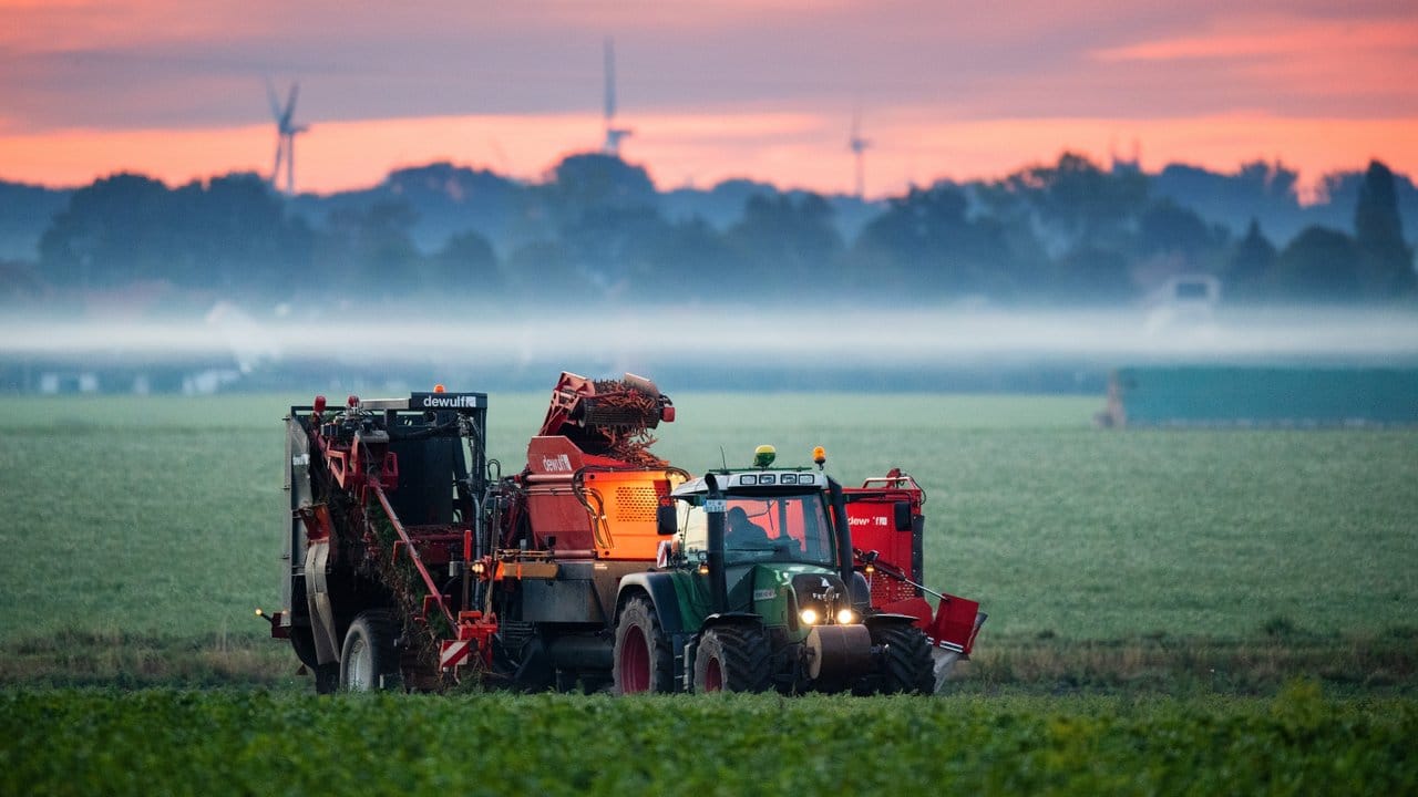 Ein Landwirt erntet Bio-Möhren auf einem Feld im Landkreis Hildesheim.