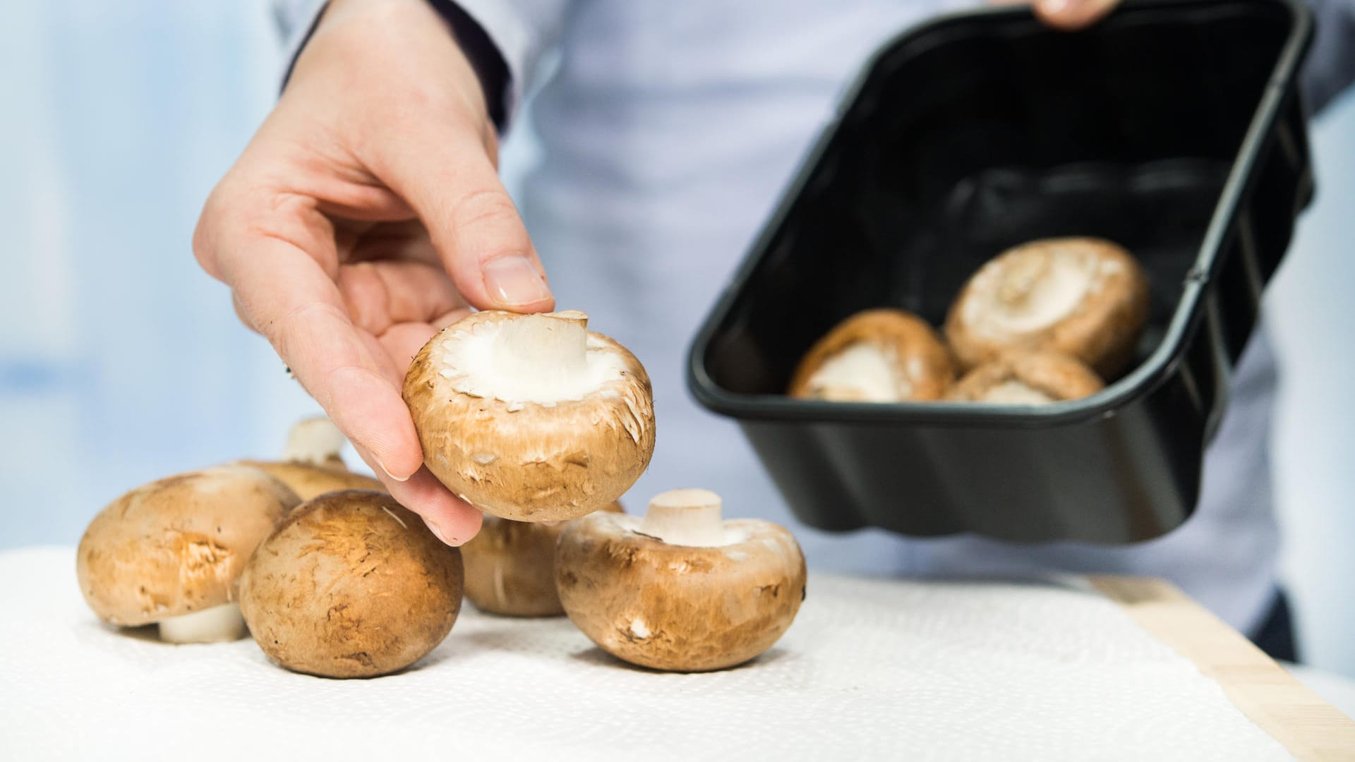 Die einzelnen Champignons auf Küchenkrepp ausbreiten.