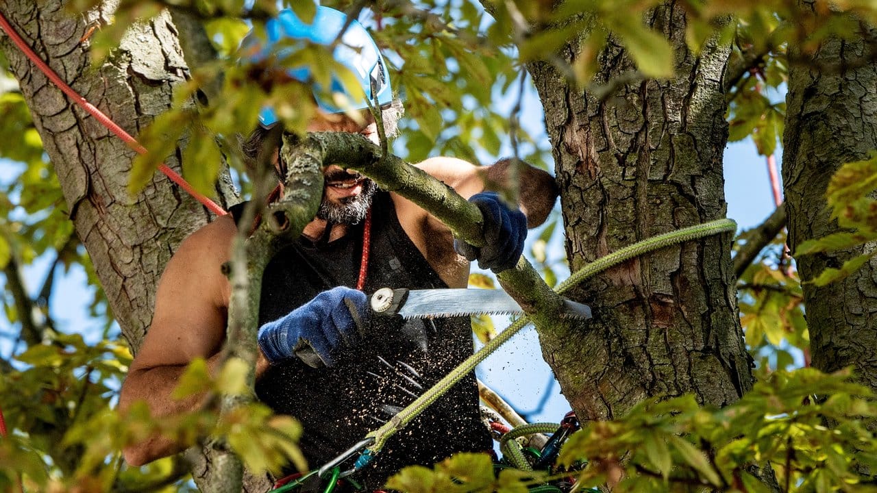 Mit Helm, Seil, Klettergerät und -gurt ausgestattet werken Baumpfleger in der Baumkrone.