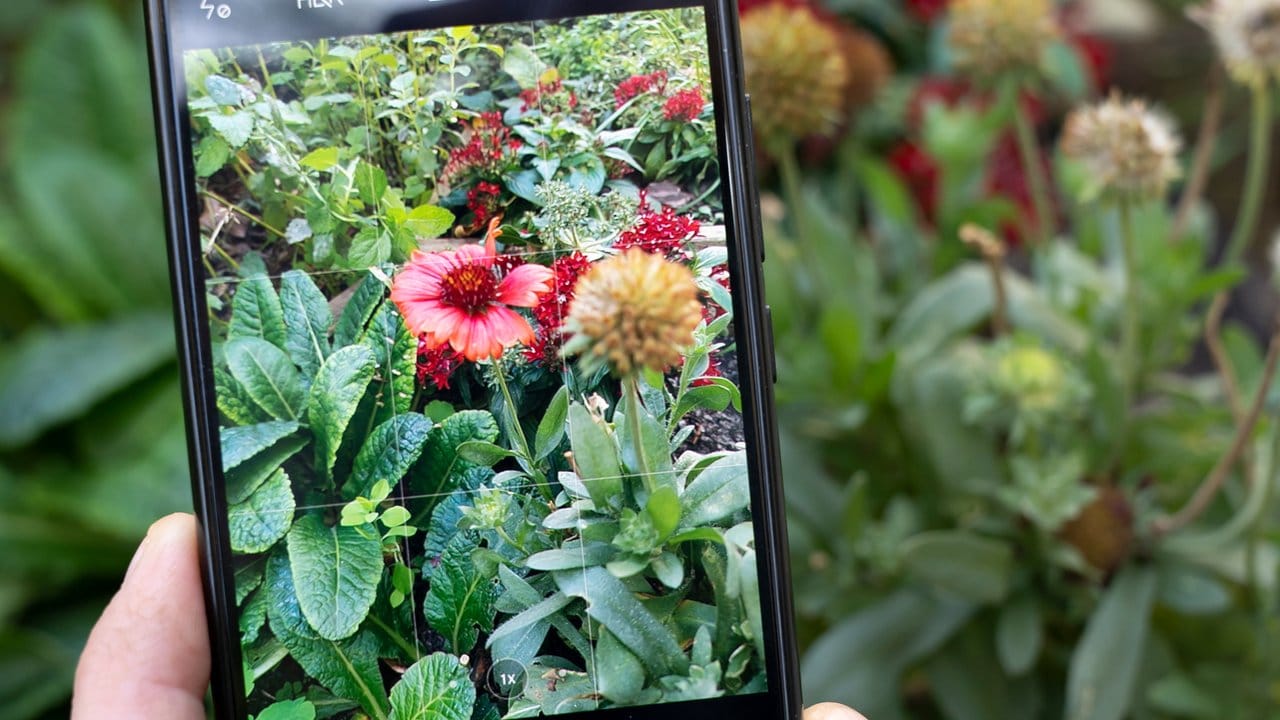 Erkennungs-Apps im Stile von Flora Incognita nutzen die Smartphone-Kamera, um Pflanzen mit einer Datenbank abzugleichen.