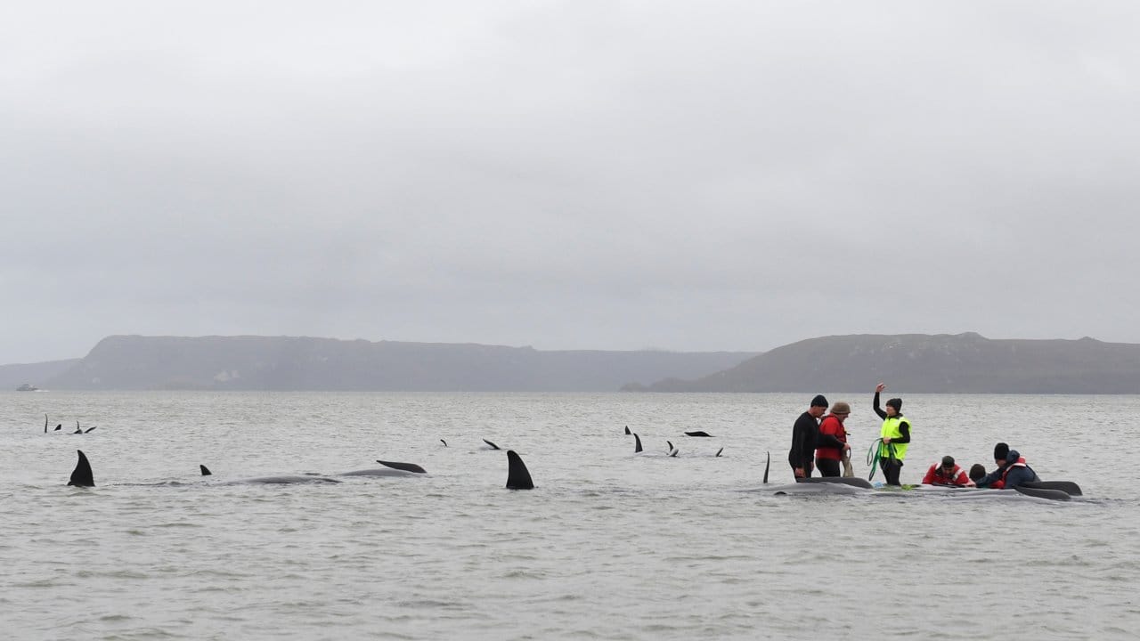 Grindwale sind sehr soziale Tiere, mehrere Hundert Wale können gemeinsam auf Wanderschaft sein.