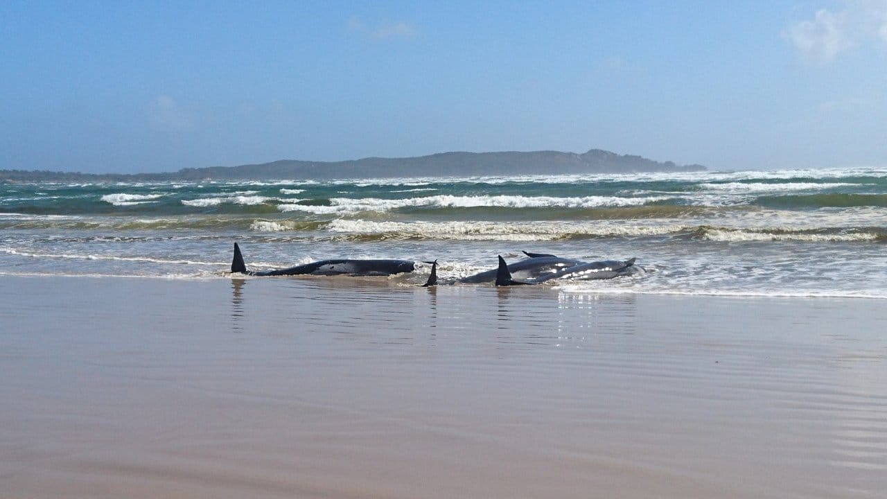 Die gestrandeten Grindwale auf einer Sandbank im Hafen von Macquarie in der Nähe von Strahan an der Westküste Tasmaniens.