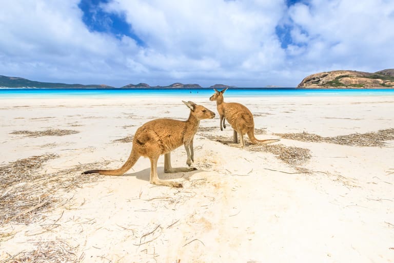 Kängurus am Lucky Bay in Westaustralien: Es gilt weiterhin ein umfassendes Einreiseverbot für Australien.
