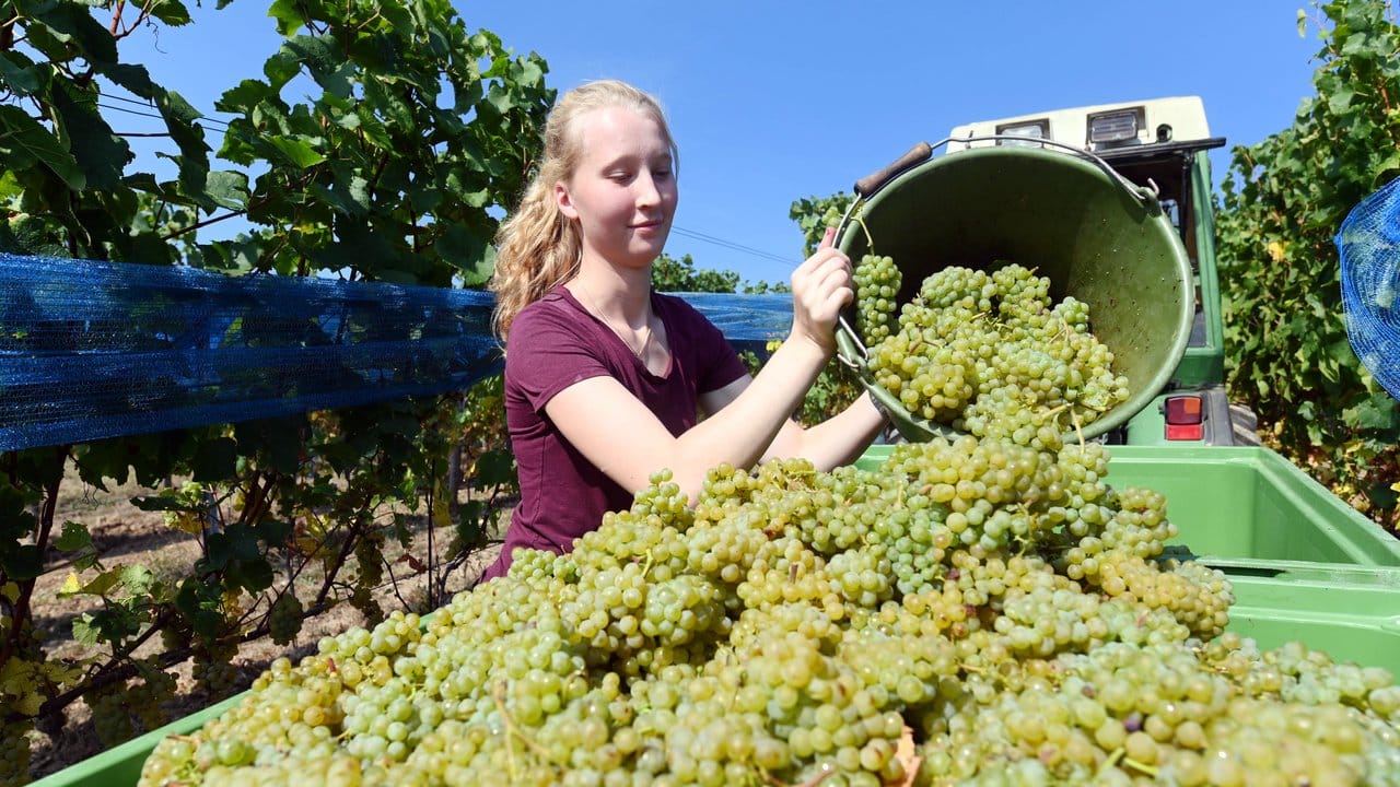 Die Weinlese im Herbst ist für Winzer die anstrengendste Zeit: Julia Kiebler füllt geerntete Trauben in einen Behälter.