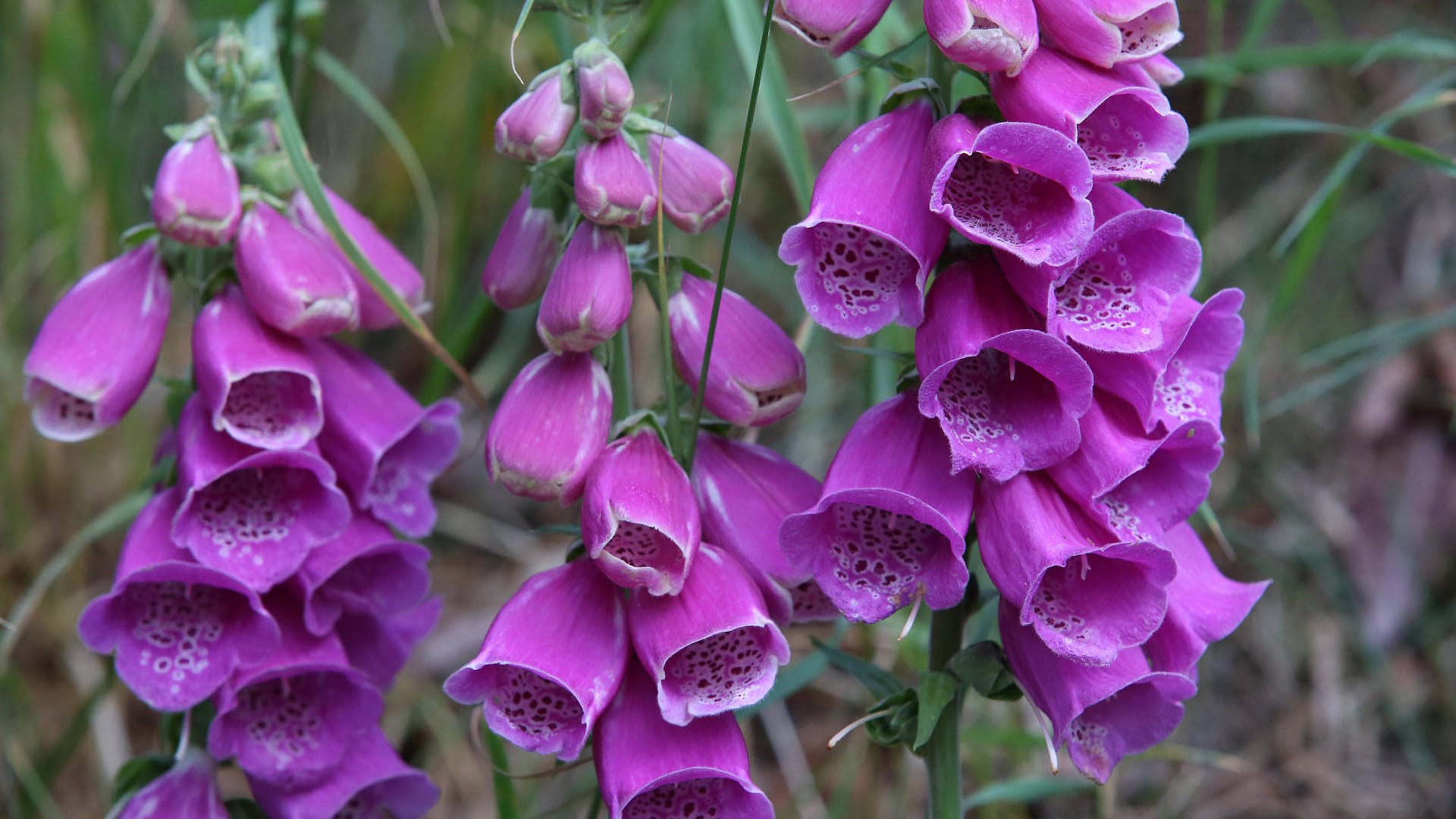 Roter Fingerhut (Digitalis purpurea): Er zählt zu den bekanntesten Arten und ist hierzulande weit verbreitet.